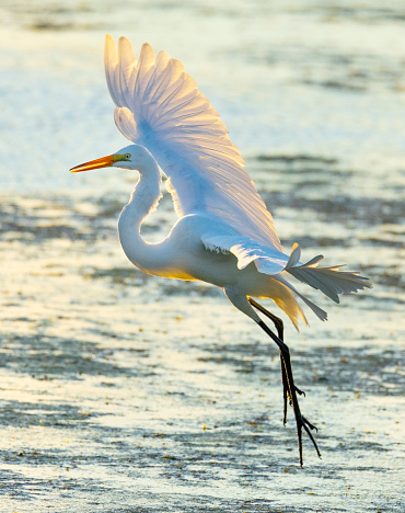 Graceful white egret in flight. Its giant wings backlit by the summer sunrise, showing its delicate feathers and sculptural beauty.