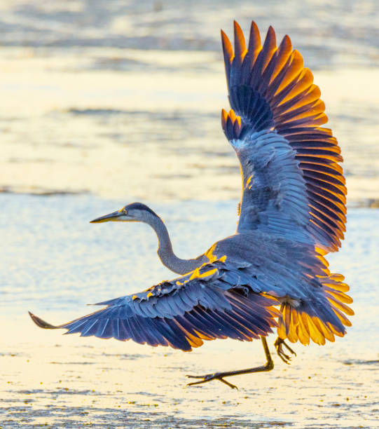 偉大な青いサロンが低く飛んで、羽がフリル - heron ストックフォトと画像