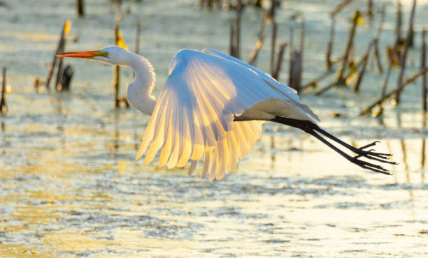 Graceful white egret in flight. Its giant wings backlit by the summer sunrise, showing its delicate feathers and sculptural beauty.