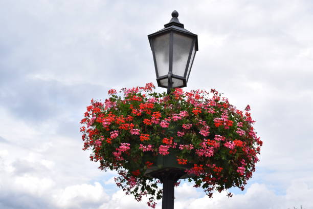 istock flowers around a street lamp 1332711511