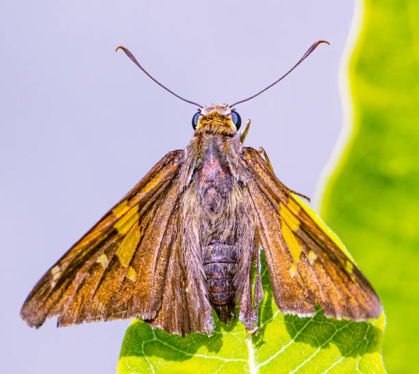 istock Colorful furry moth macro 1332711524