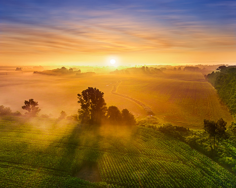 Sunrise over rural misty fields of corn, with trees casting long shadows in the fog.