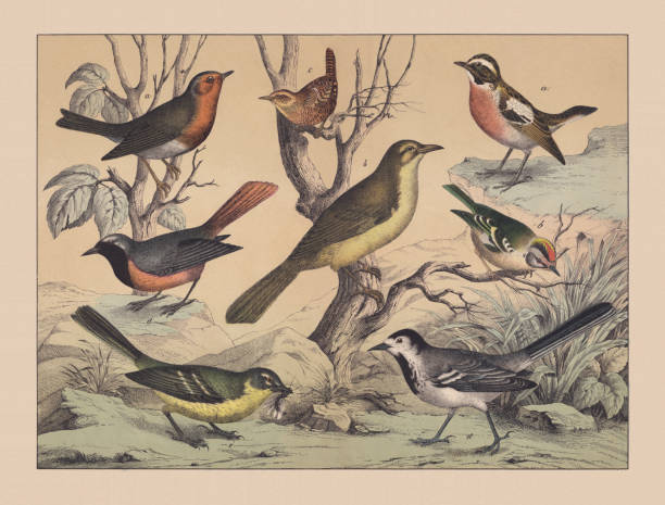 singvögel (passeriformes), handkolorierte chromolithographie, veröffentlicht 1882 - whinchat stock-grafiken, -clipart, -cartoons und -symbole