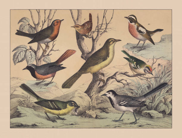 ilustrações, clipart, desenhos animados e ícones de songbirds (passeriformes), cromatógrafo de cor à mão, publicado em 1882 - whinchat