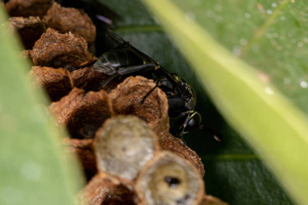 istock Long-waisted Paper Wasp 1332712447