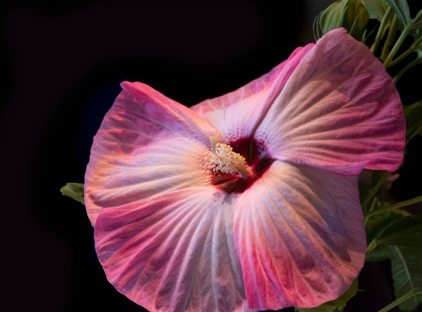 istock Large Pink Blooming Hibiscus Flower 1332713902