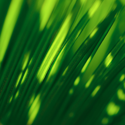 Palm Leaf Abstract Summer Cycad Tropical Sunlight Background Foliate Floral Pattern MInt Hunter Light Green Yellow Striped Light Shadow Texture Close-Up Selective Soft Focus Macro Photography for presentation, flyer, card, poster, brochure, banner
