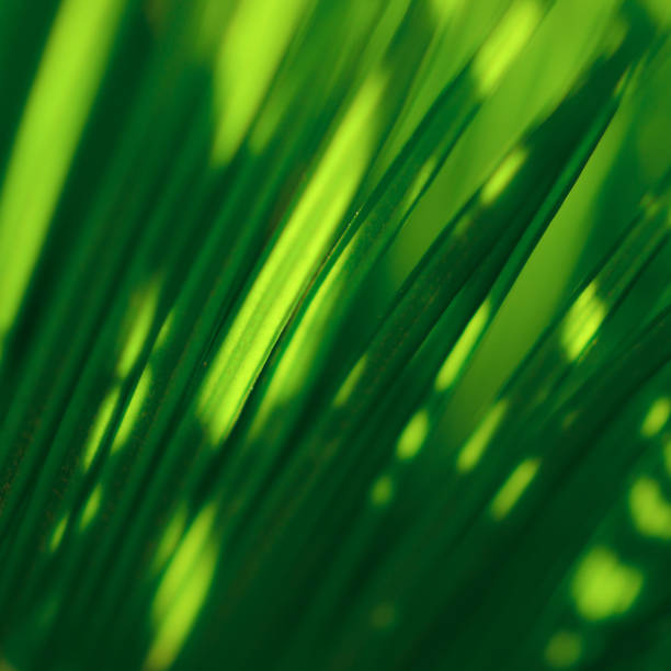 palm leaf resumo verão cycad tropical sunlight fundo foliate floral padrão floral mint hunter luz verde amarelo listrado textura sombra de perto - sunlight dappled summer leaf - fotografias e filmes do acervo