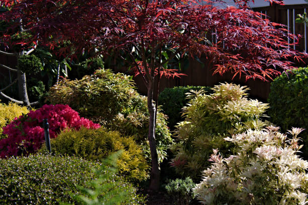 istock Vibrant Colors of the Yard 1332714117