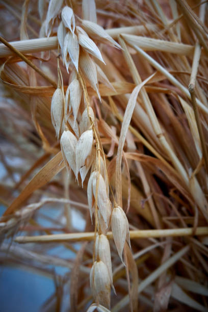 istock Golden yellow oats in near plan 1332714149
