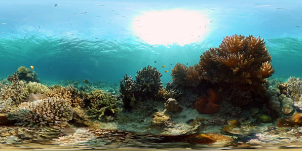 istock Coral reef and tropical fish. Philippines. 360-Degree view 1332715370