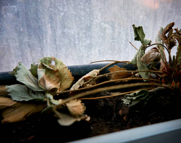 istock Devastated strawberry plant as a result of long time drought 1332715421