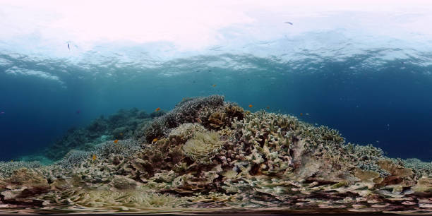 istock Coral reef and tropical fish. Philippines. 360-Degree view 1332715591
