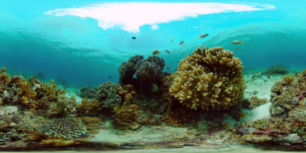 istock Coral reef and tropical fish. Philippines. 360-Degree view 1332716353