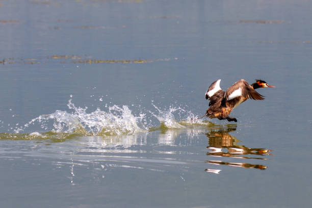 istock Lake Kerkini, Great Crested Grebe taking flight on the water 1332716885
