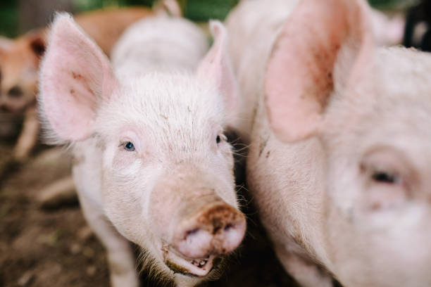 istock Pigs on Small Local Farm 1332717951
