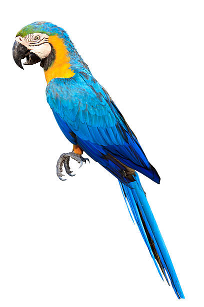 Colorful blue parrot macaw isolated stock photo