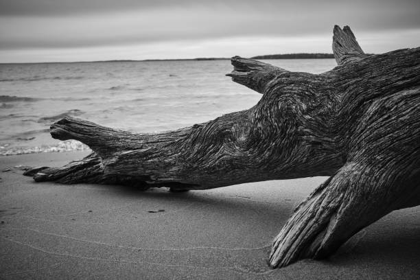 istock black and white tree at the beach 1332718840