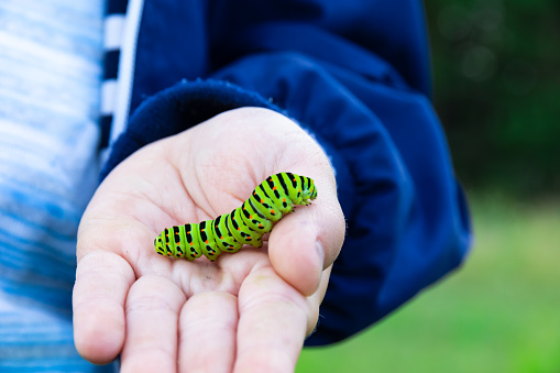 The boy's hands hold a beautiful green swallowtail caterpillar on a bright summer day in nature. Selective focus. Close-up