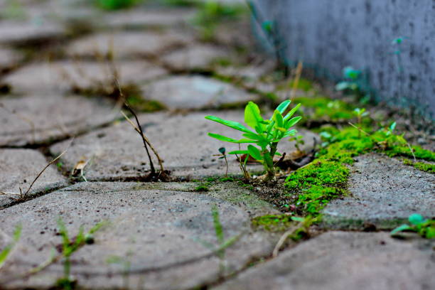 istock plants grow in nature 1332721107