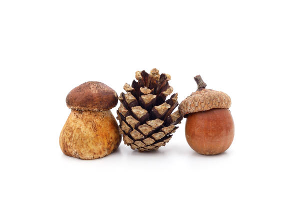 istock Mushroom with cones and acorns. 1332722339