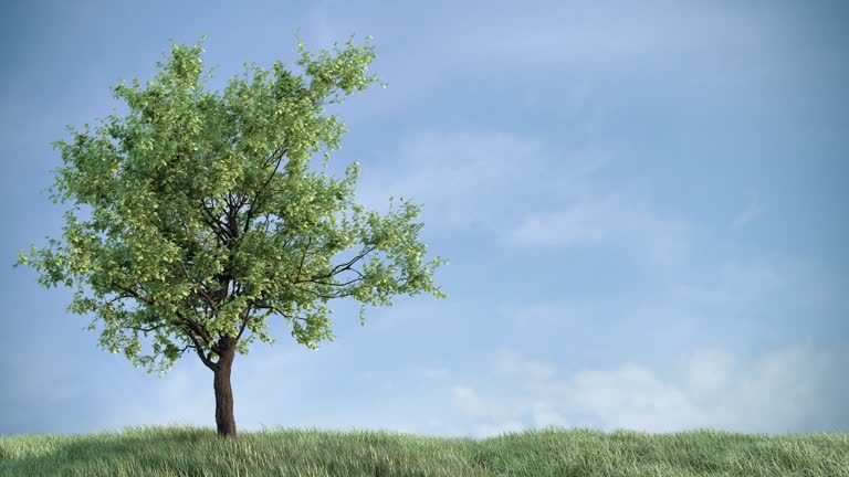 Growing tree on the grass against sky