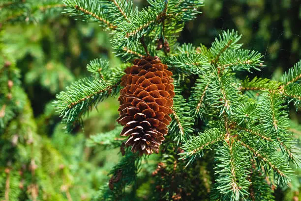Fir cone on the spruce tree branch in the full sun