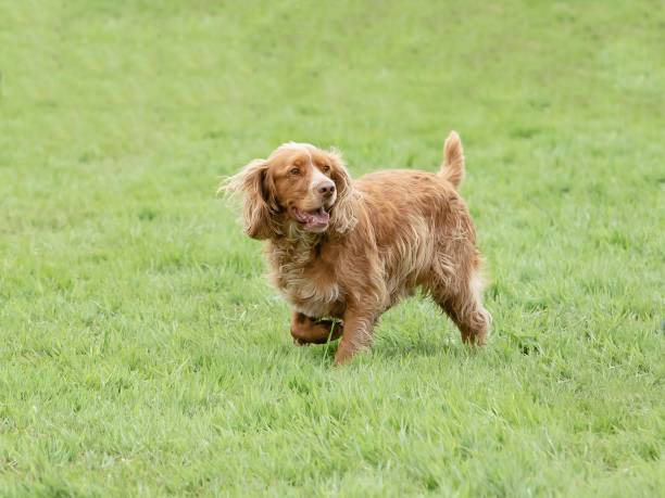 istock Happy Hunting Dog. 1332723800