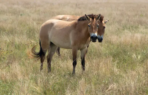 a pair of wild Przewalski horses. przewalskii in the steppe in the biosphere reserve. Rare wild animals. Two horses