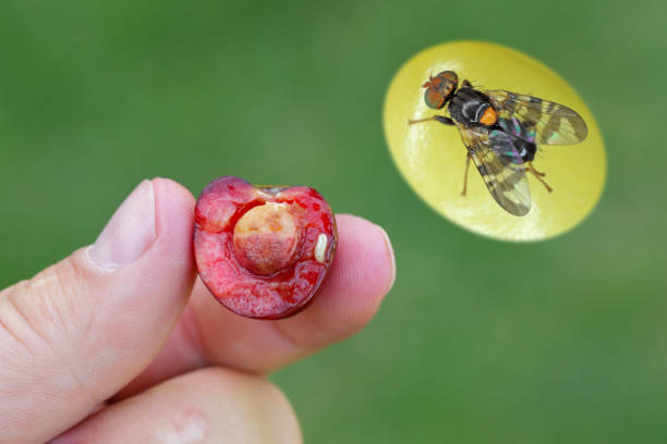 rhagoletis cerasi ist eine fliegenart aus der gattung der fruchtfliegen ("rhagoletis") in der familie der fruchtfliegengemächse (tephritiden). es ist ein hauptschädling von kirschpflanzen in europa - man made material fotos stock-fotos und bilder