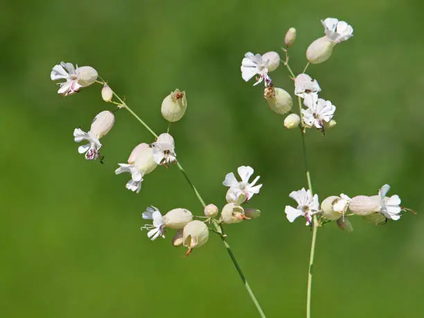 White flowers of bladder campion on the meadow, Silene vulgaris
