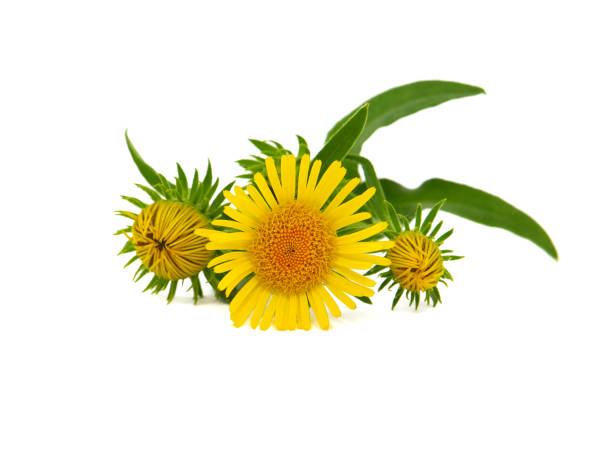 Yellow flower of meadow fleabane or British yellowhead, Inula britannica Yellow flower of meadow fleabane or British yellowhead isolated on white, Inula britannica inula stock pictures, royalty-free photos & images