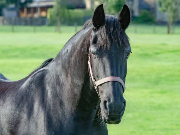 istock Friesian Jousting Horse. 1332724929