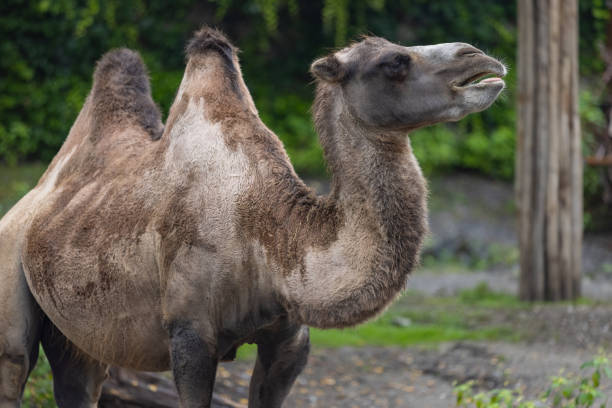 ein erstaunliches kamel wandert durch die savanne. das kamel hält das wasser so viele tage in seinem körper. ein wunderbares tier in afrika. - camel animal dromedary camel desert stock-fotos und bilder