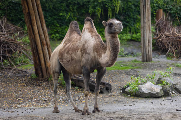 ein erstaunliches kamel wandert durch die savanne. das kamel hält das wasser so viele tage in seinem körper. ein wunderbares tier in afrika. - camel animal dromedary camel desert stock-fotos und bilder