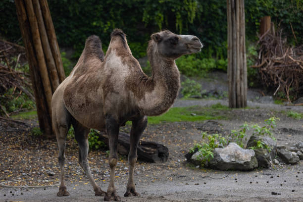 ein erstaunliches kamel wandert durch die savanne. das kamel hält das wasser so viele tage in seinem körper. ein wunderbares tier in afrika. - camel animal dromedary camel desert stock-fotos und bilder