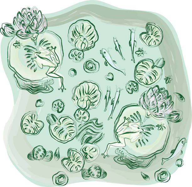 stockillustraties, clipart, cartoons en iconen met vector illustration of contours drawings frogs, fishes, insects and water lilies in summer lake - watercolour brush strokes green background