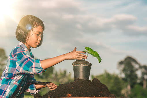 Kids planting the tree in pot on blue sky background