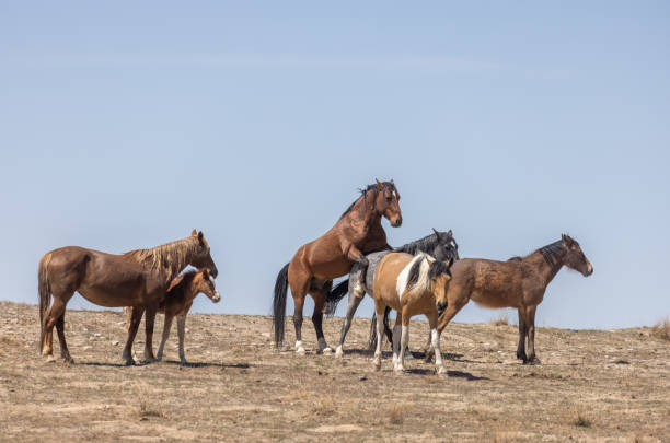 istock Wild Horses in the Utah Desert 1332729743