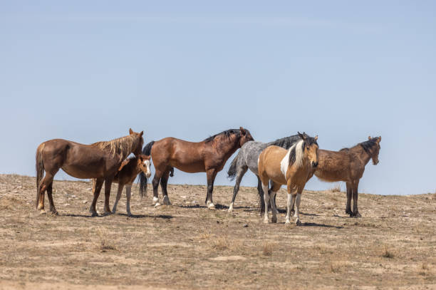 istock Wild Horses in the Utah Desert 1332729845