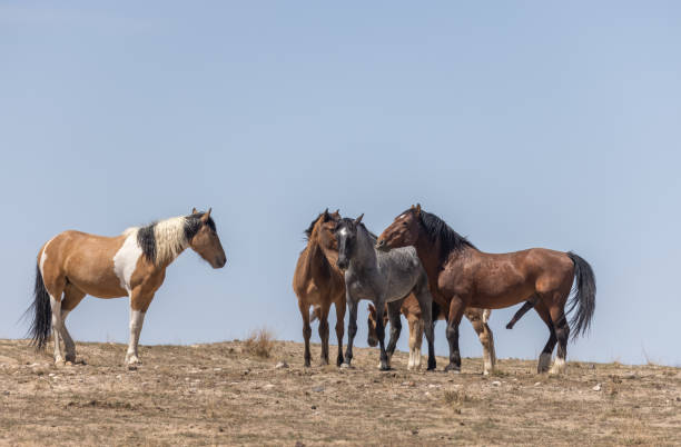 istock Wild Horses in the Utah Desert 1332729921