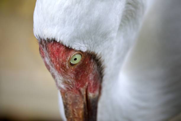 Close-up heron head