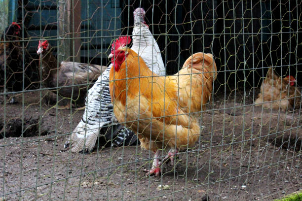 istock Rooster in Wired Pen 1332730790