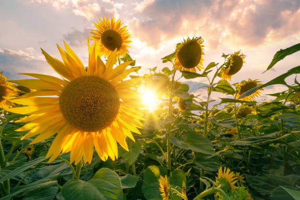 istock Sunflowers field under beautiful summer sunset sky in sunlight rays. 1332731585