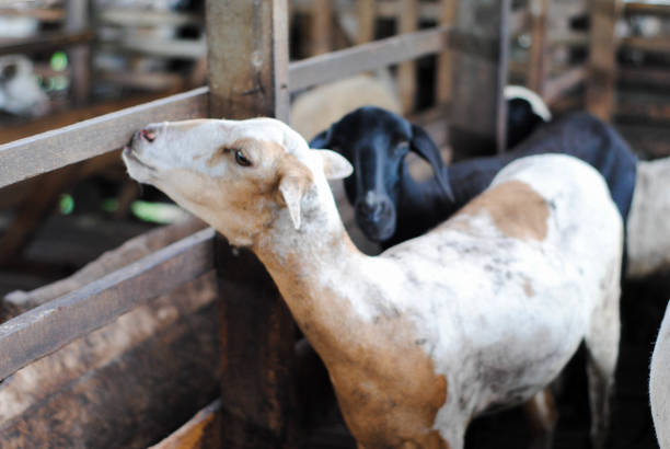 Goat in the cage at the farm