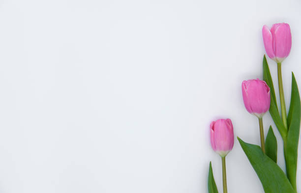 istock bouquet of tulips on a white background 1332731827