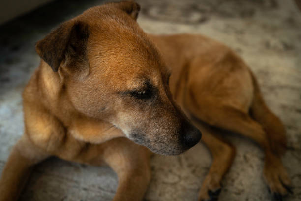 istock Senior brown dog resting on the gray carpet looking sideways 1332731903