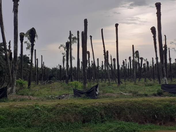 istock rotten  palm oil trees 1332731909
