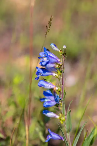 A stalk of Rocky Mountain Penstemon catches the sun in the meadow grassses