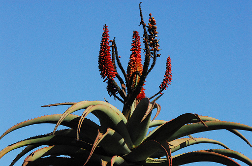 Close up of a wild blooming rare Aloe Reitzii cactus on a stalk which elevates it into a clear sky.  Shot in UNESCO protected De Hoop Nature Reserve of South Africa.